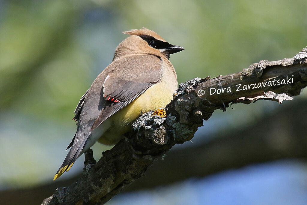 Cedar Waxwingadult