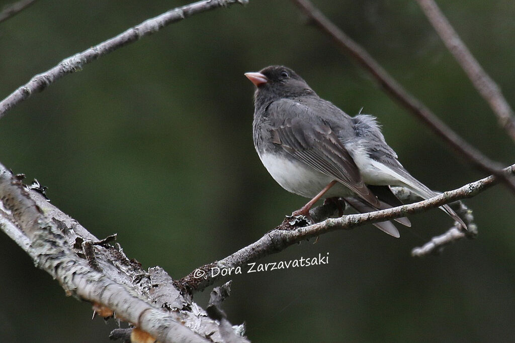 Junco ardoiséadulte