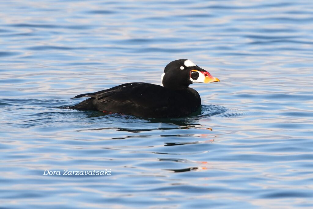 Macreuse à front blanc