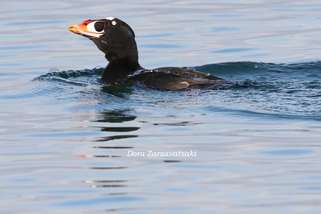 Macreuse à front blanc