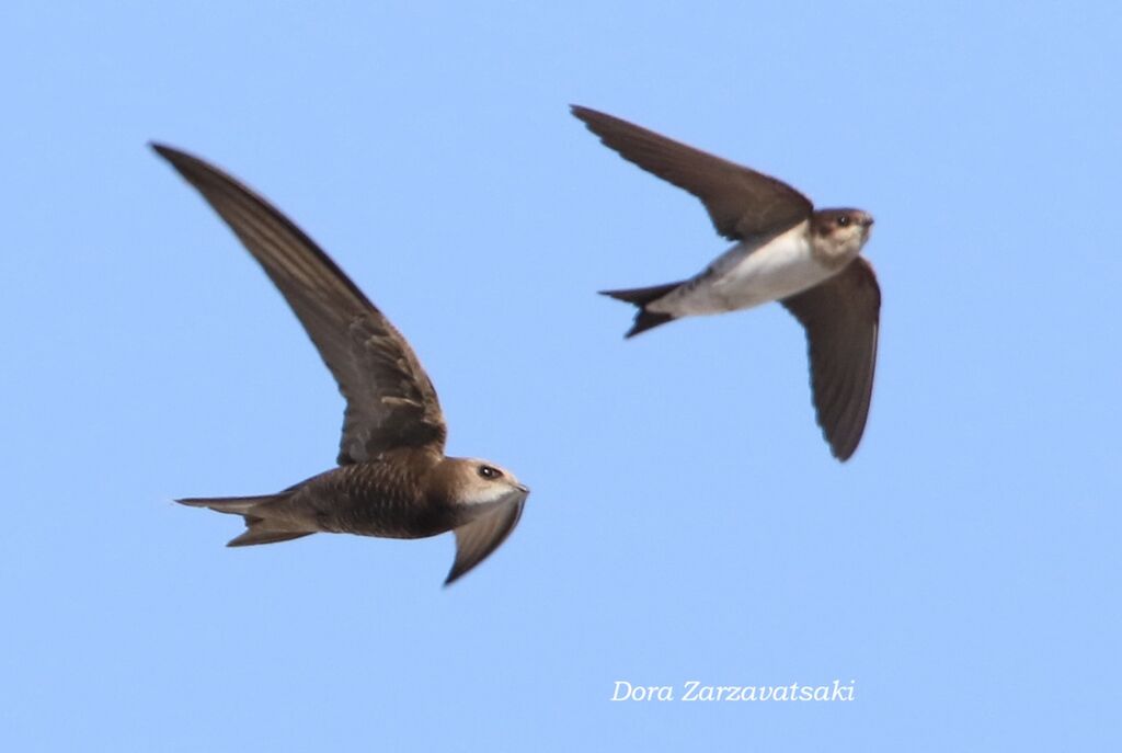 Martinet pâleadulte, composition, Vol