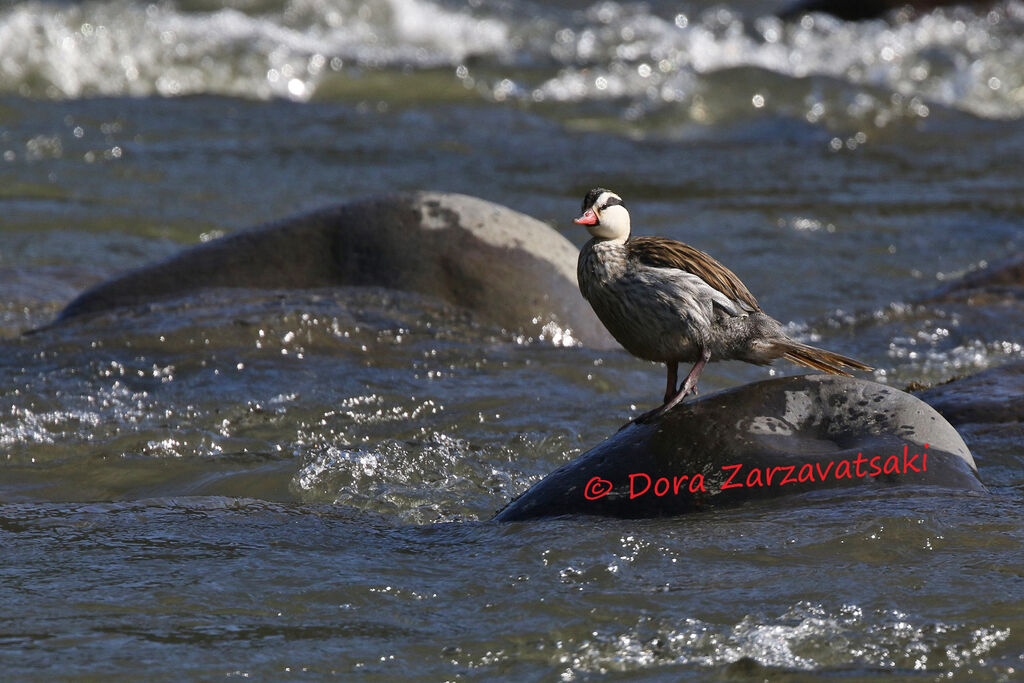 Torrent Duck male adult, identification