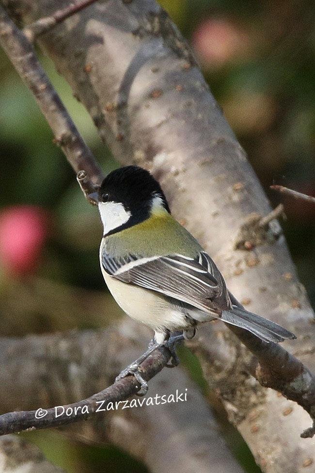 Mésange indienne