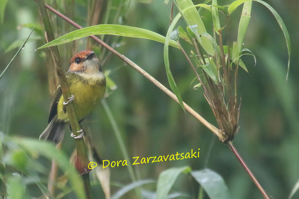 Rufous-crowned Tody-Flycatcheradult, identification