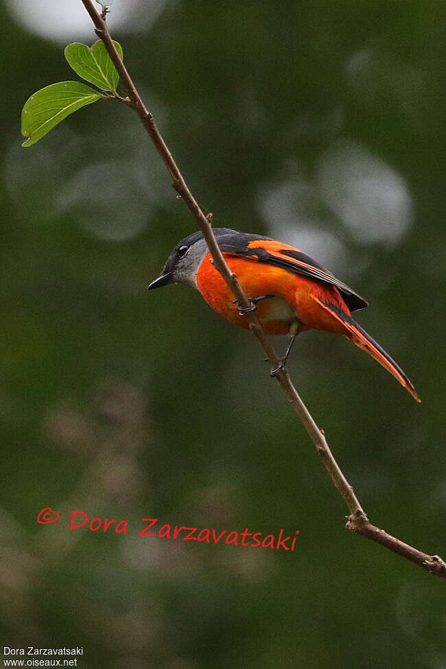 Grey-chinned Minivet male adult, identification