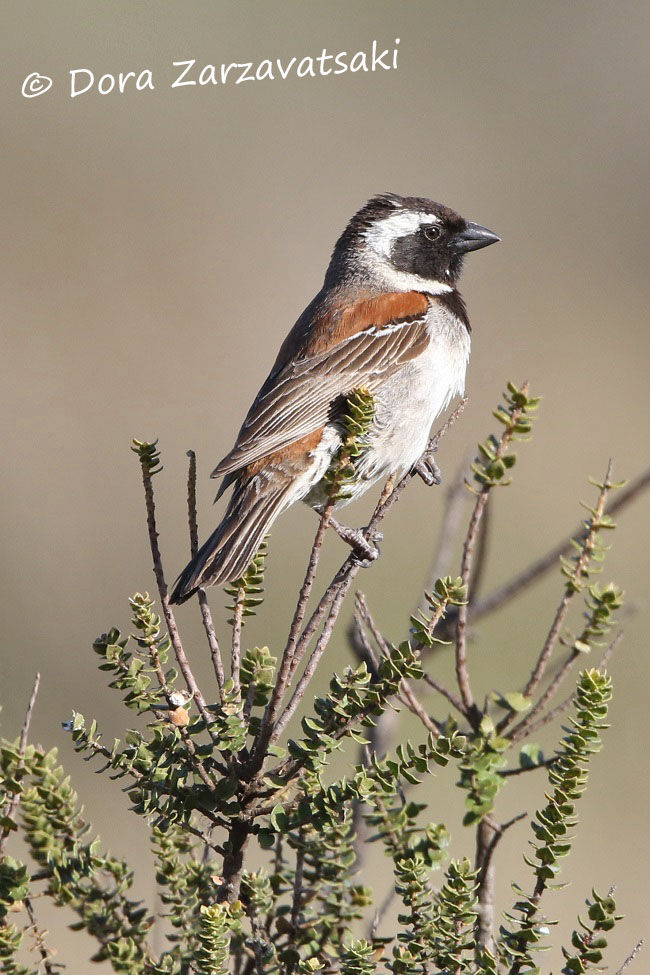 Cape Sparrow male adult breeding, identification