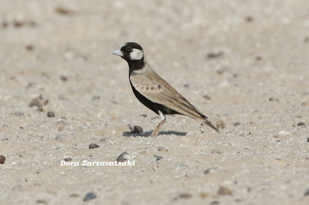 Moinelette à front blancadulte, identification, composition, marche
