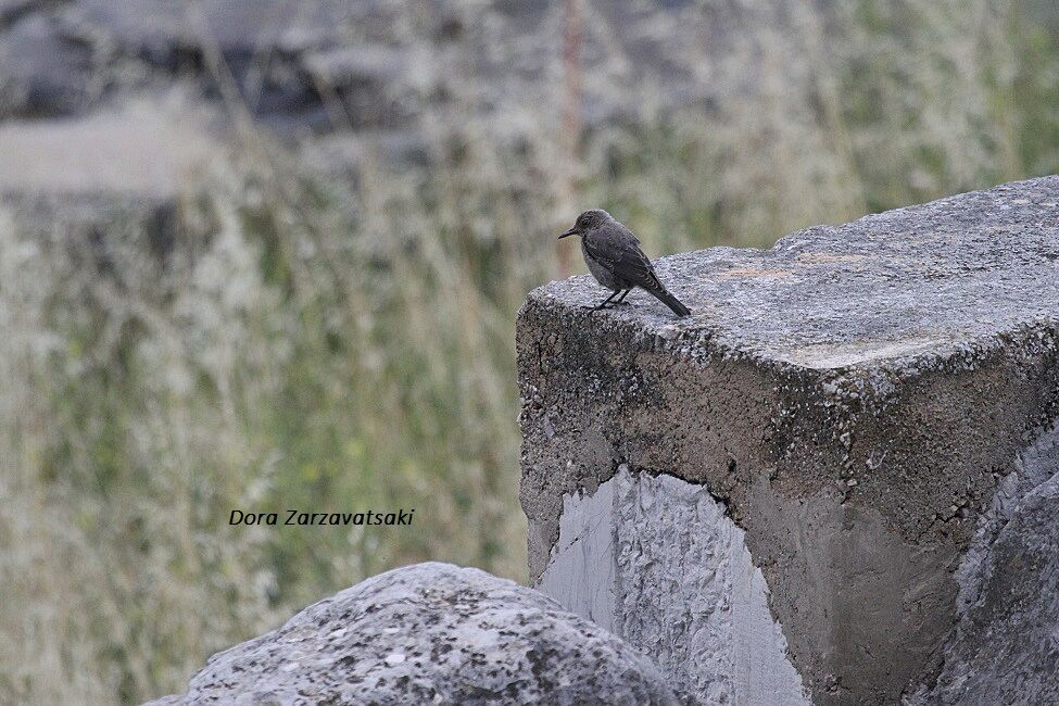 Blue Rock Thrushjuvenile