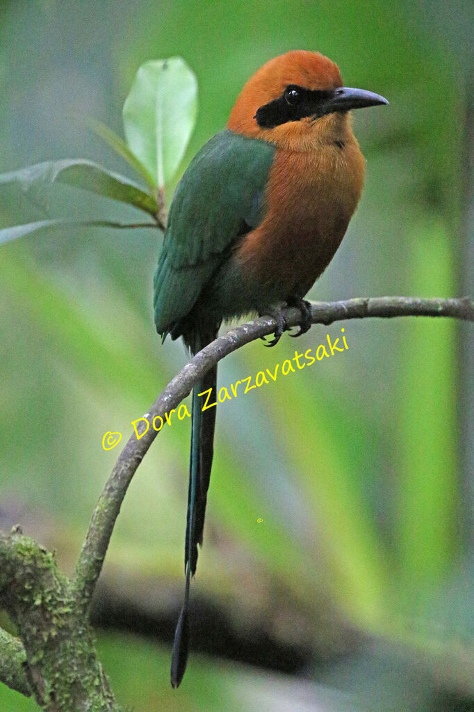 Rufous Motmotadult, identification