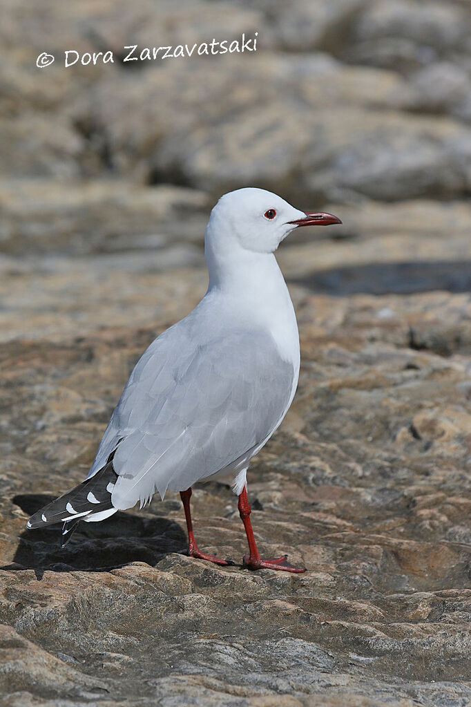Hartlaub's Gulladult breeding