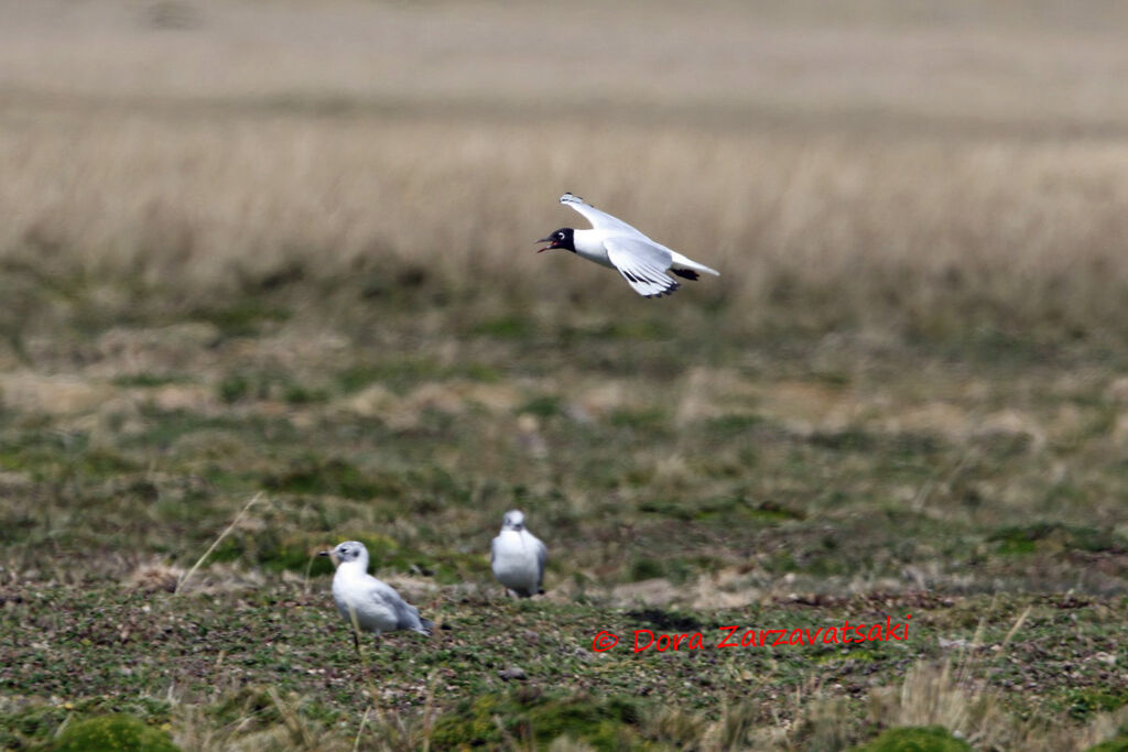 Andean Gull