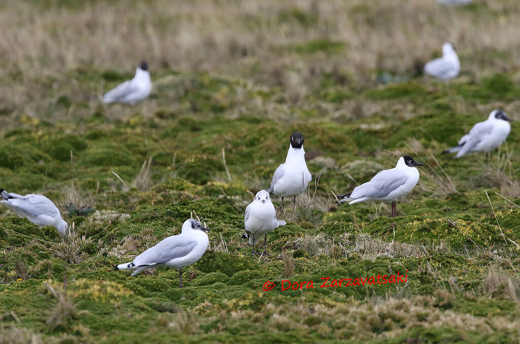 Andean Gull
