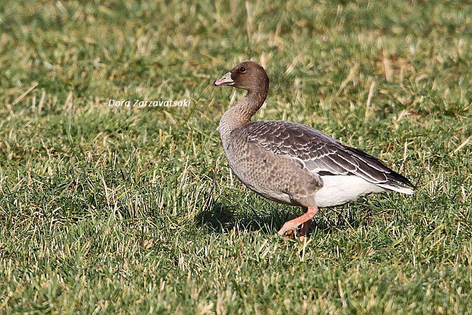 Pink-footed Goose