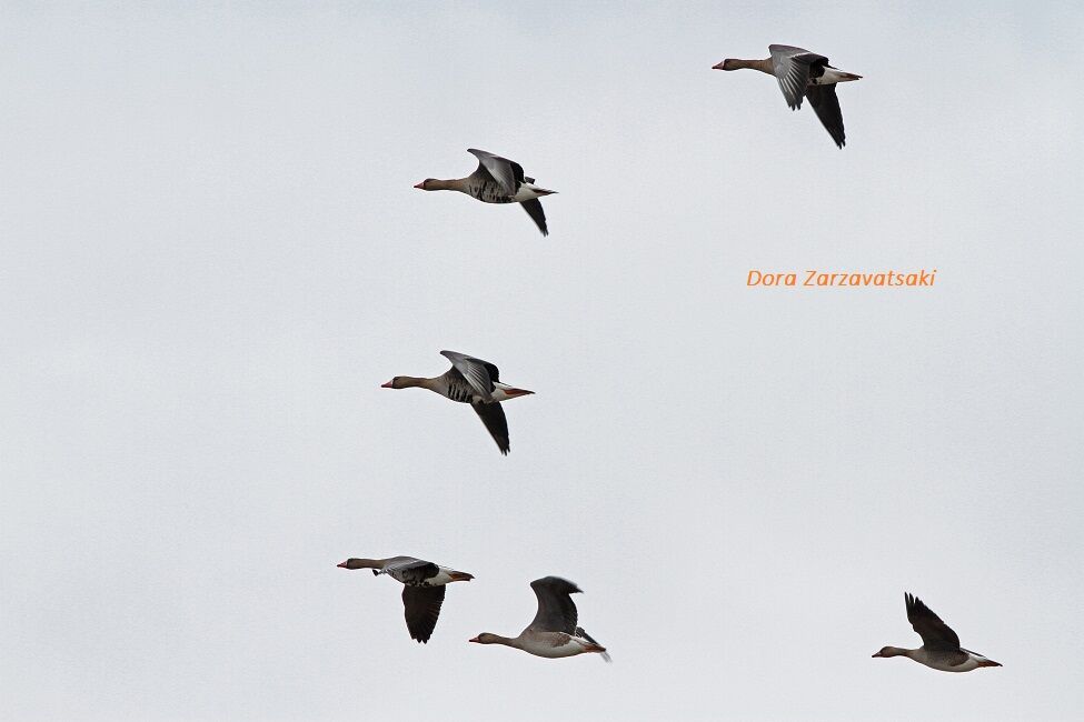 Greater White-fronted Goose