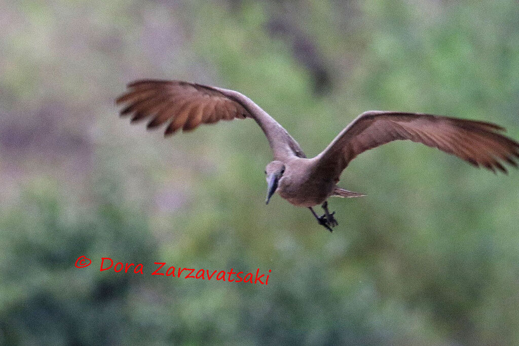 Hamerkopadult, Flight