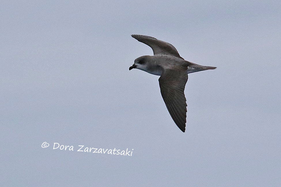 Pétrel du désert, identification