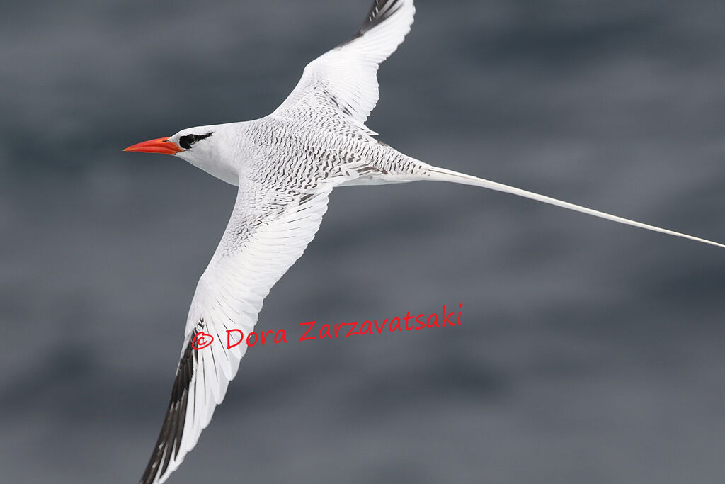 Red-billed Tropicbirdadult, Flight
