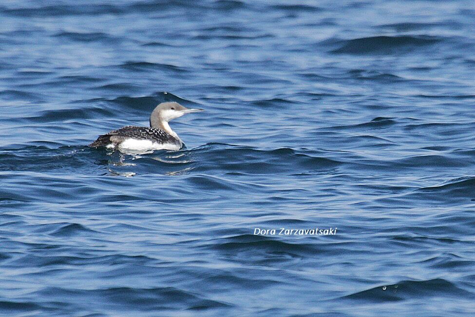 Plongeon arctique