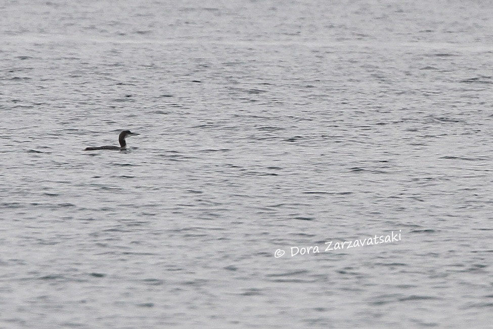 Plongeon imbrin