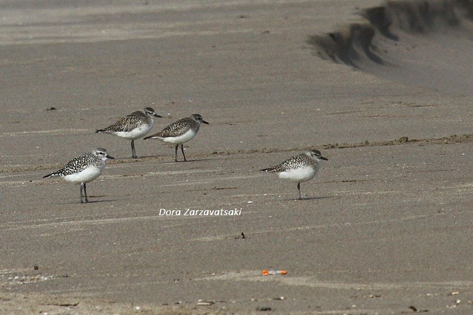 Grey Plover