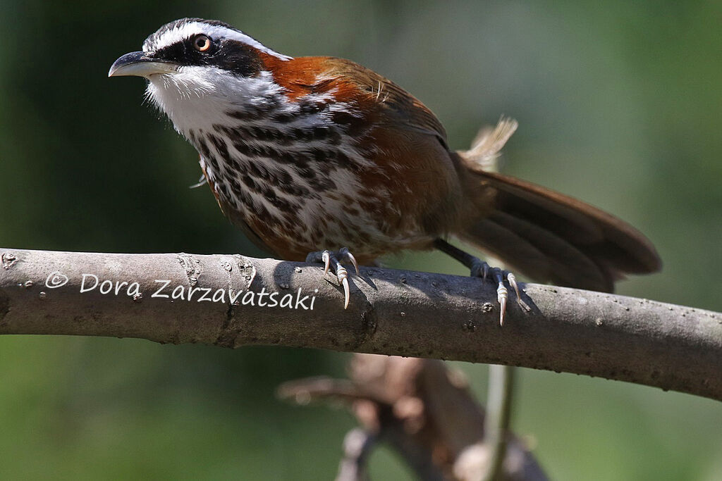 Pomatorhin de Taïwan