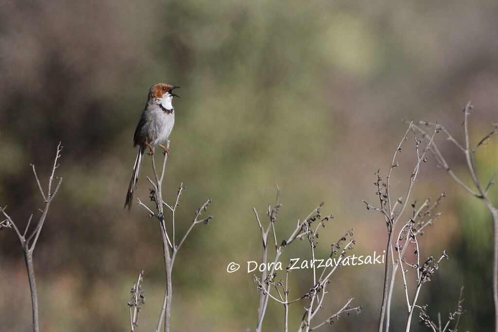 Rufous-eared Warbleradult, song
