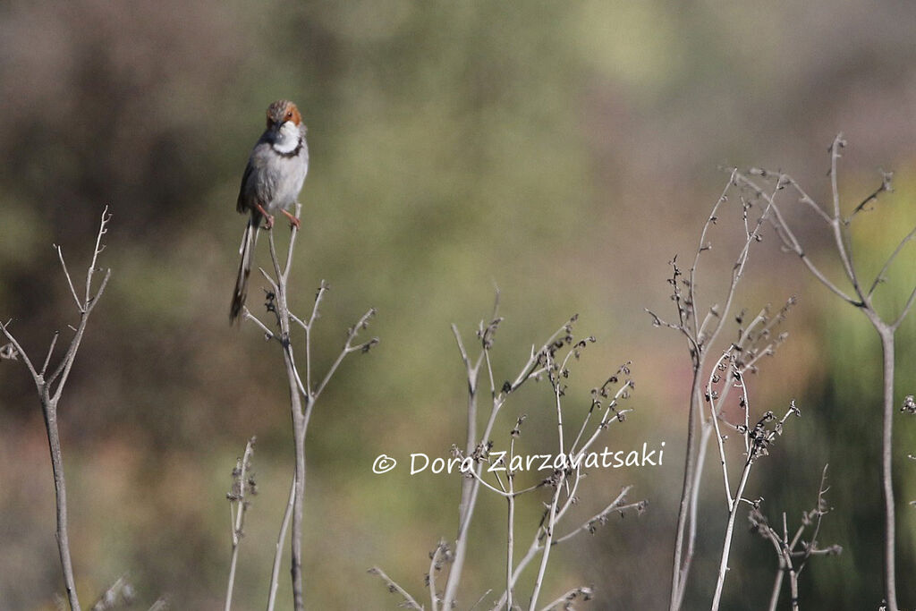 Prinia à joues roussesadulte