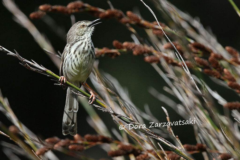 Prinia du Karrooadulte, chant