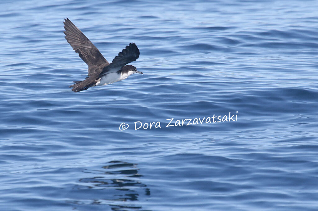 Sargasso Shearwateradult, Flight