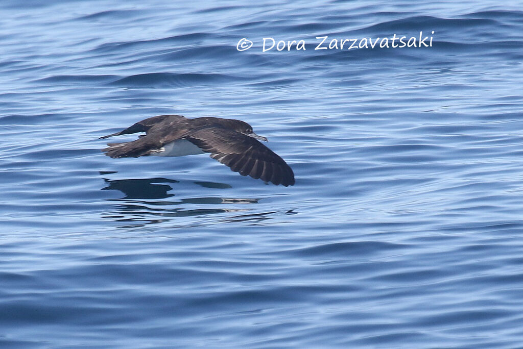 Sargasso Shearwateradult, Flight