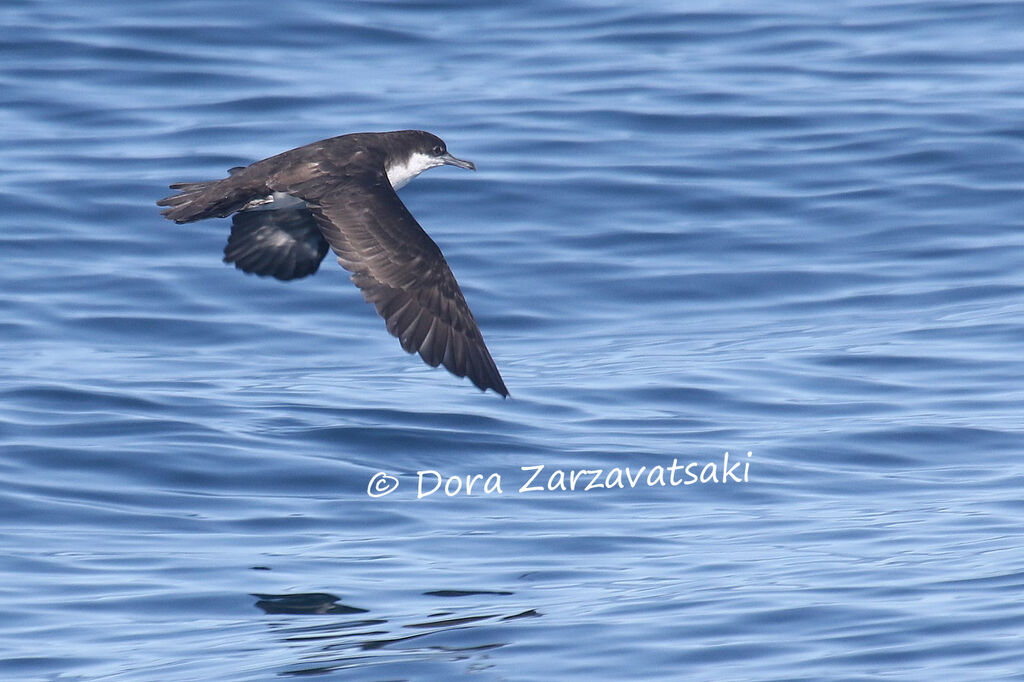 Sargasso Shearwateradult, Flight