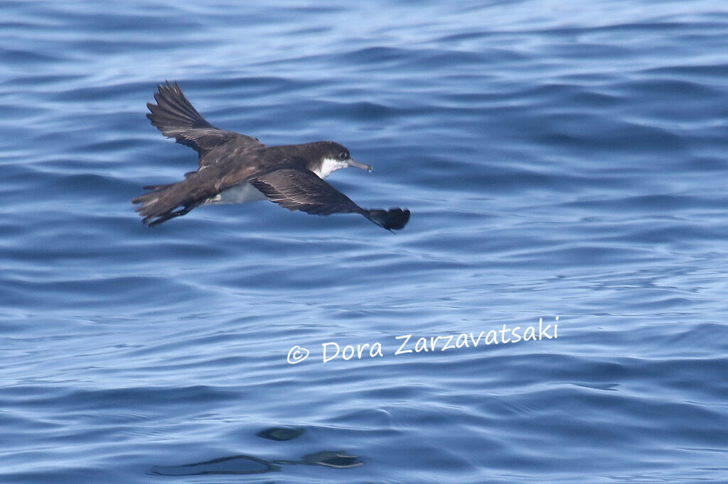 Sargasso Shearwateradult, Flight