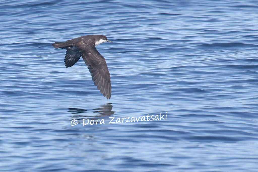 Sargasso Shearwateradult, Flight