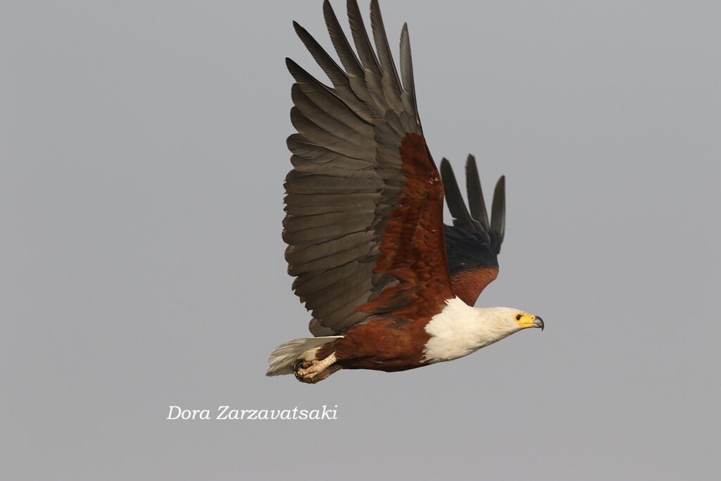 Pygargue vocifère - Pygargue vocifer<br />adulte nuptial, Vol