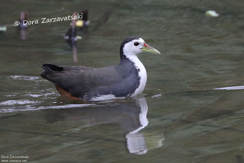 White-breasted Waterhenadult, pigmentation, swimming