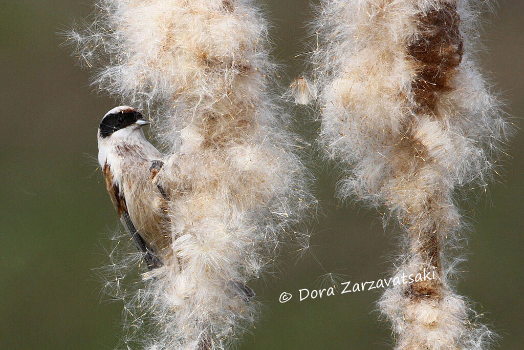 Eurasian Penduline Tit male adult, eats