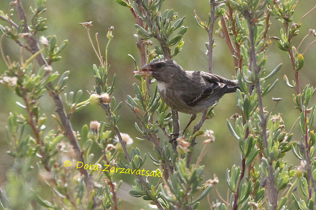 Protea Canaryadult, feeding habits, eats