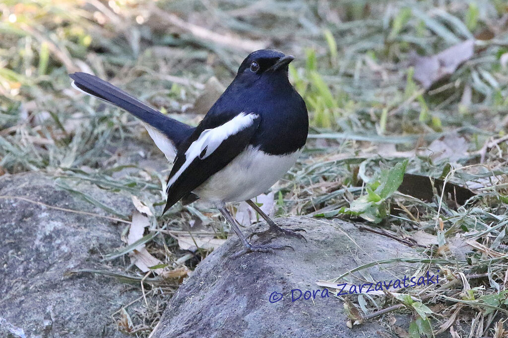 Oriental Magpie-Robinadult, identification