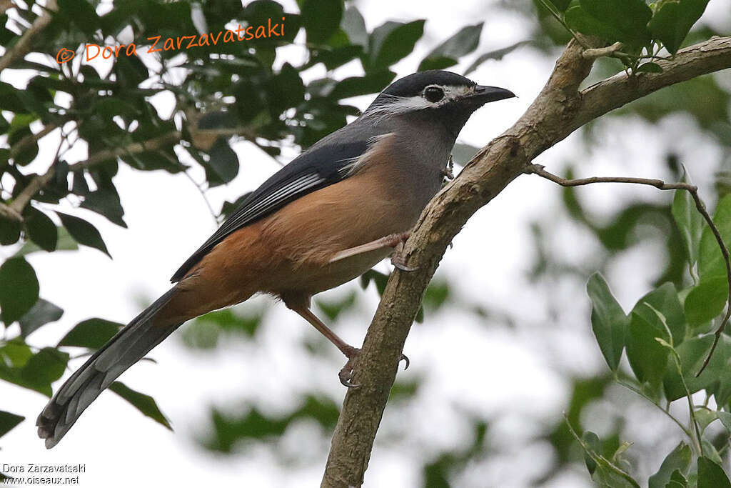 Sibia de Taiwan - Garrulaxe oreillardadulte, identification