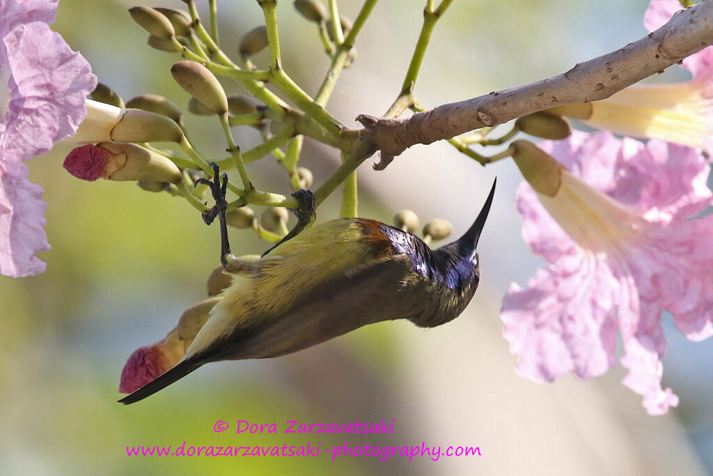 Ornate Sunbird male adult, identification