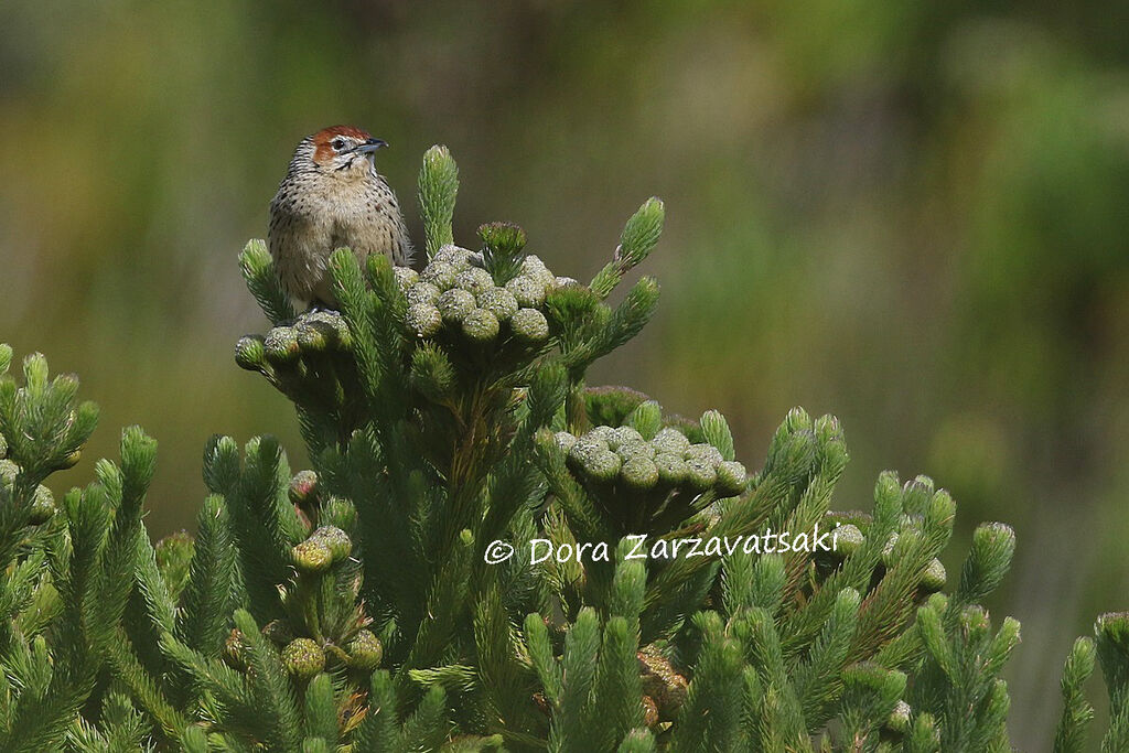 Cape Grassbirdadult