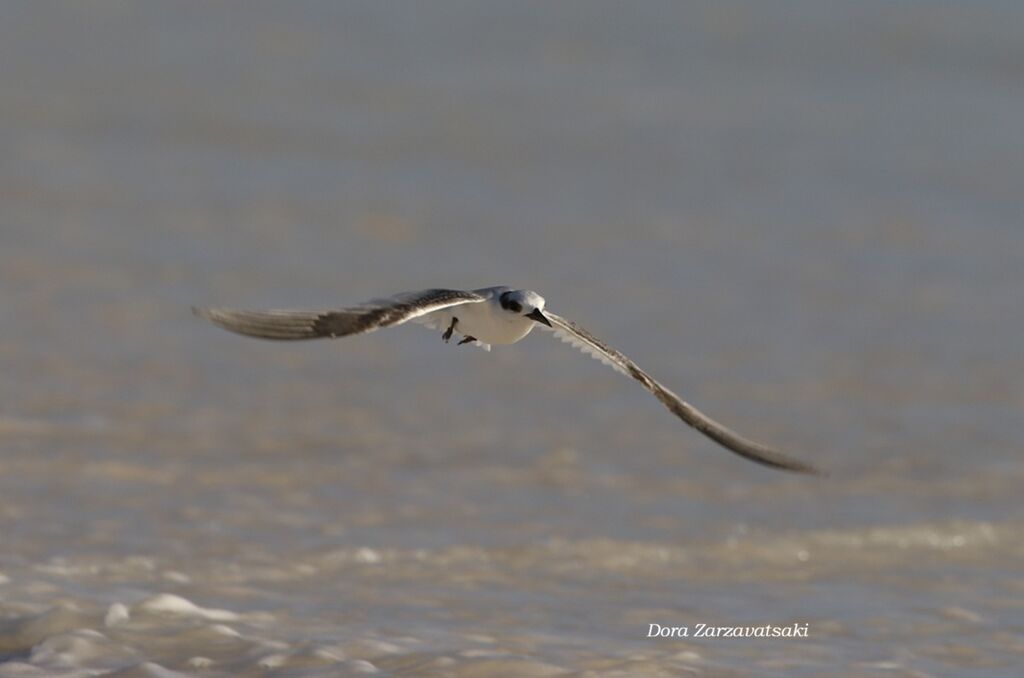 Sterne diamantadulte internuptial, composition, Vol