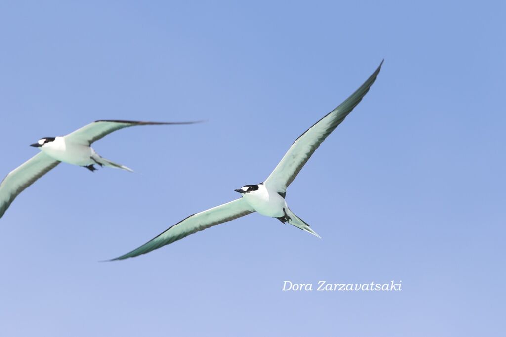 Sterne fuligineuseadulte nuptial, Vol