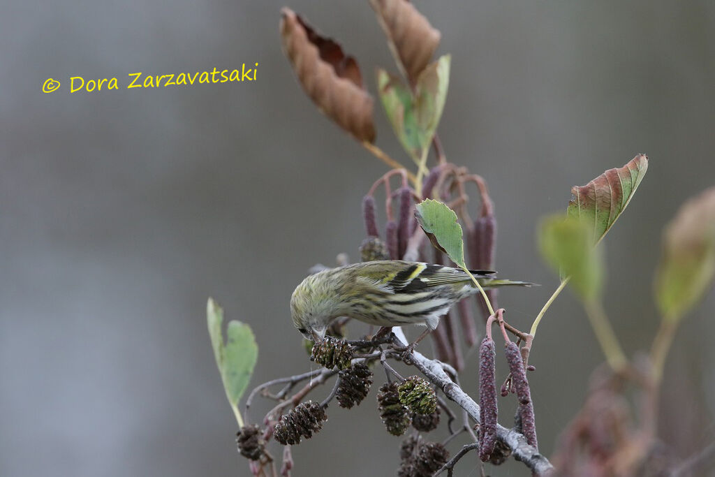 Eurasian Siskin