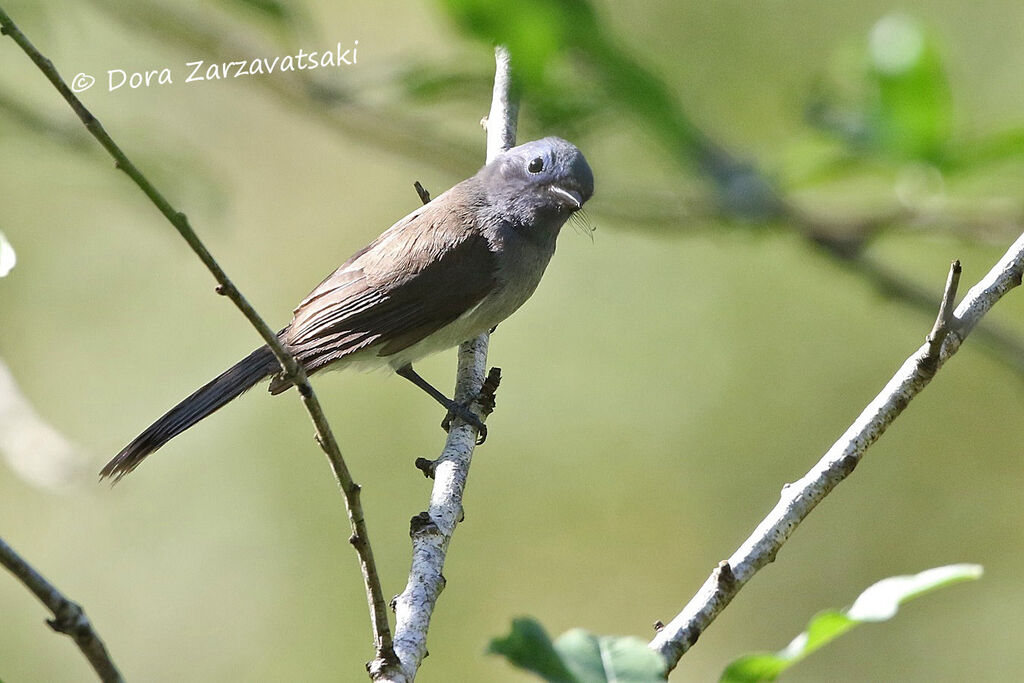 Black-naped Monarch female adult, identification