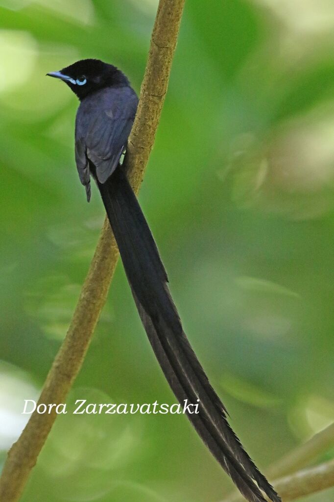 Tchitrec des Seychelles