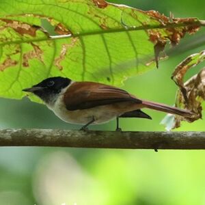 Tchitrec des Seychelles