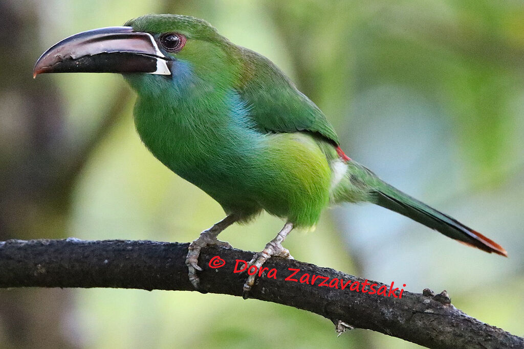 Toucanet à croupion rougeadulte, identification