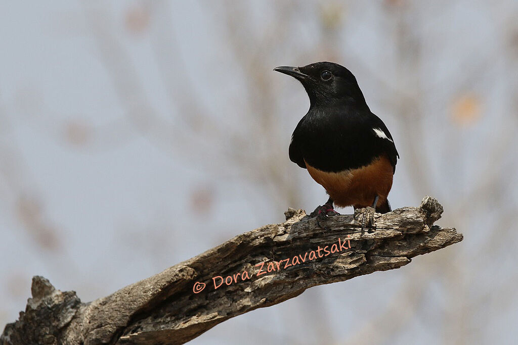 Mocking Cliff Chat male adult