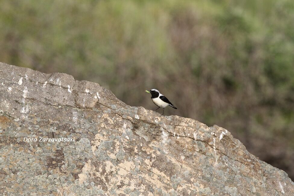 Eastern Black-eared Wheatear